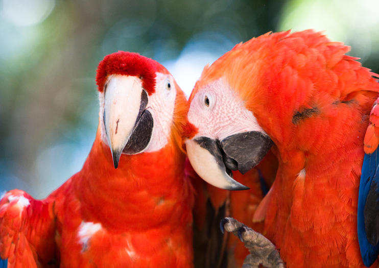 Macaw Mountain Bird Park and Nature Reserve